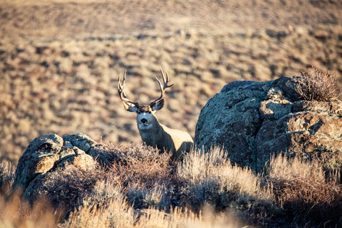 Blog Header with two mule deer bucks, a photo of camping coffee and someone drinking coffee while looking at the mountains in the background.